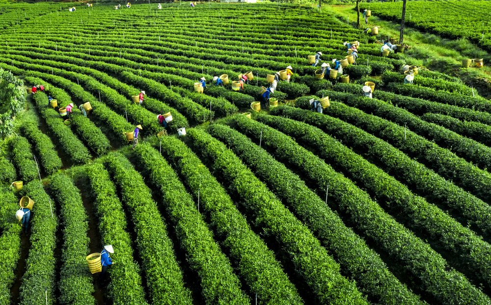 Traditional collecting tea leaves.