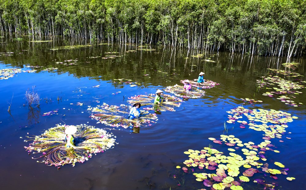 Collecting water-lily while flood season stays.