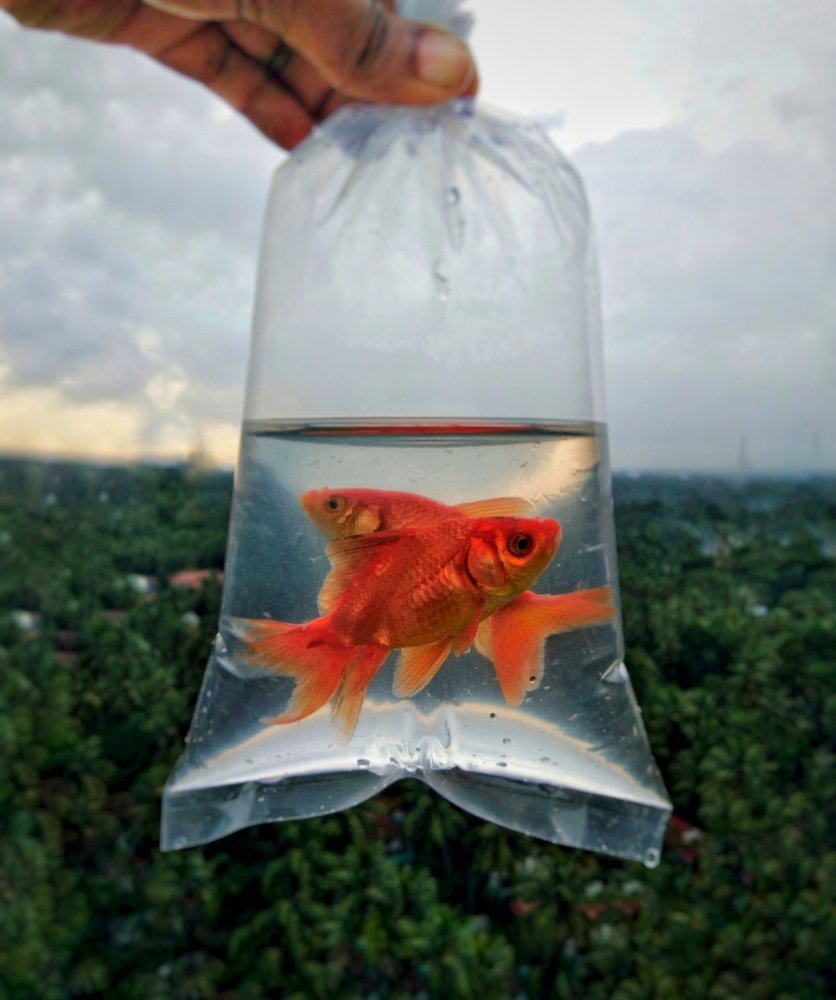 Photograph by Uma Jayadev