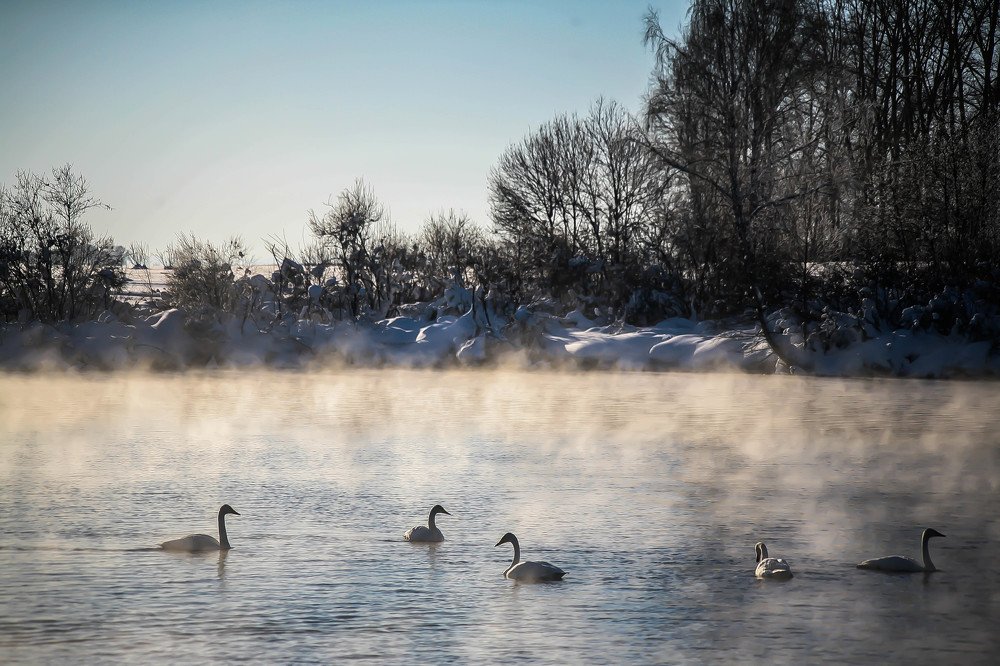 лебеди в дымки