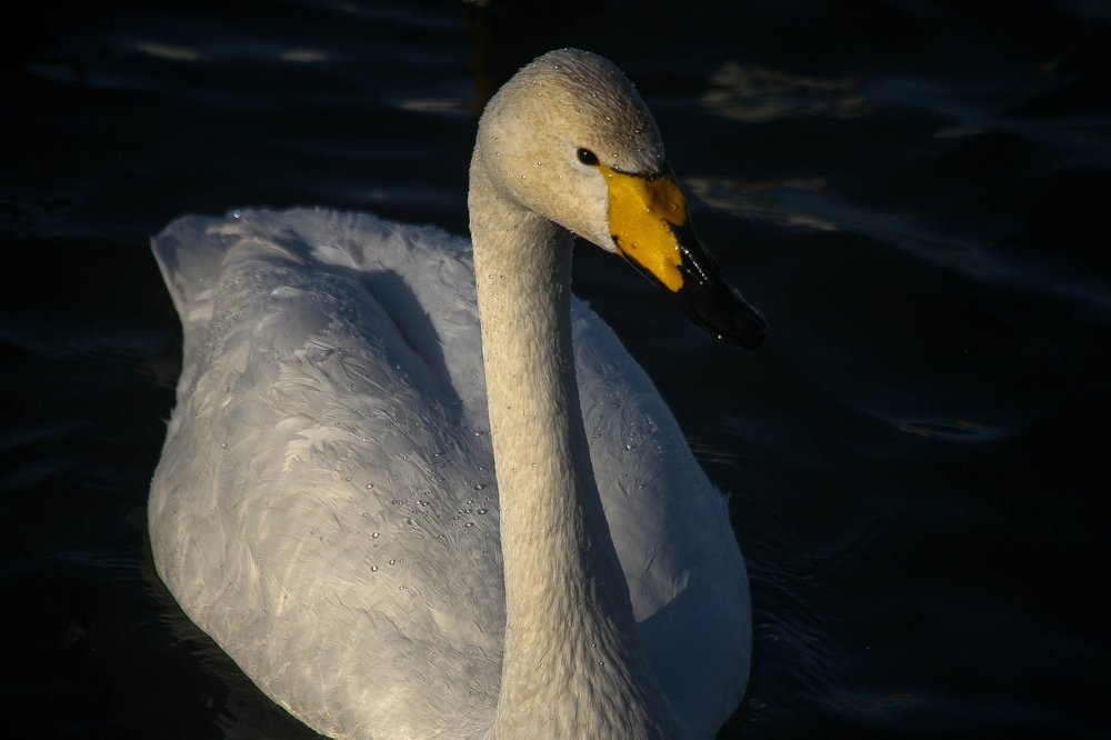 Photograph by Роман Павлов