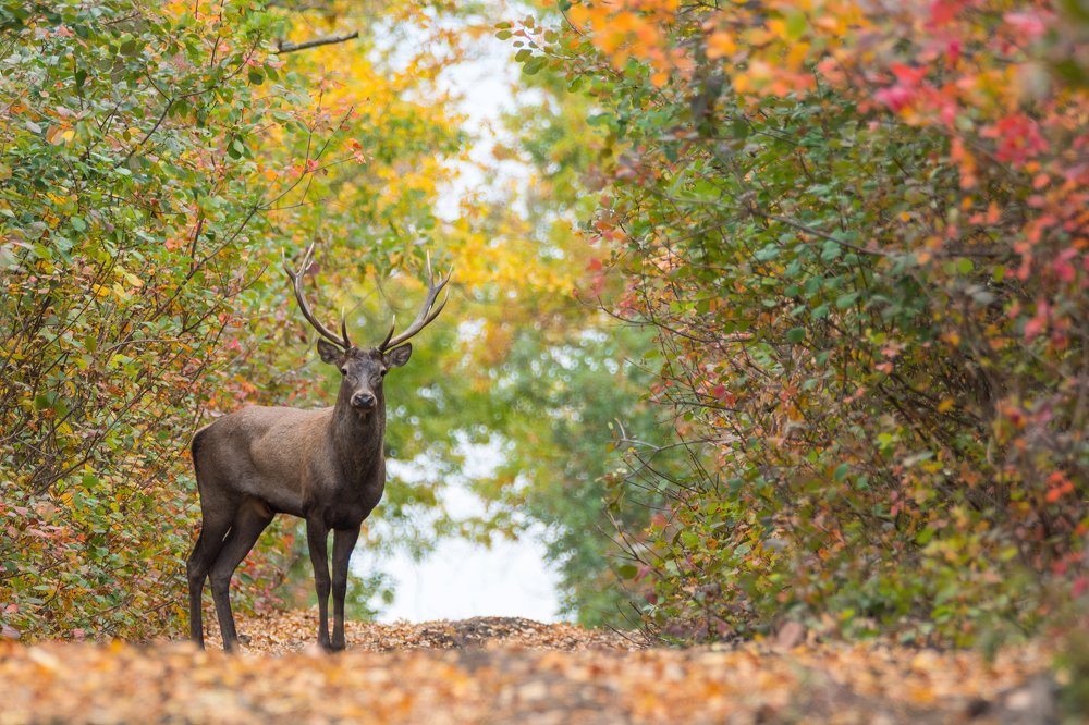 Photograph by Антон Мостовенко