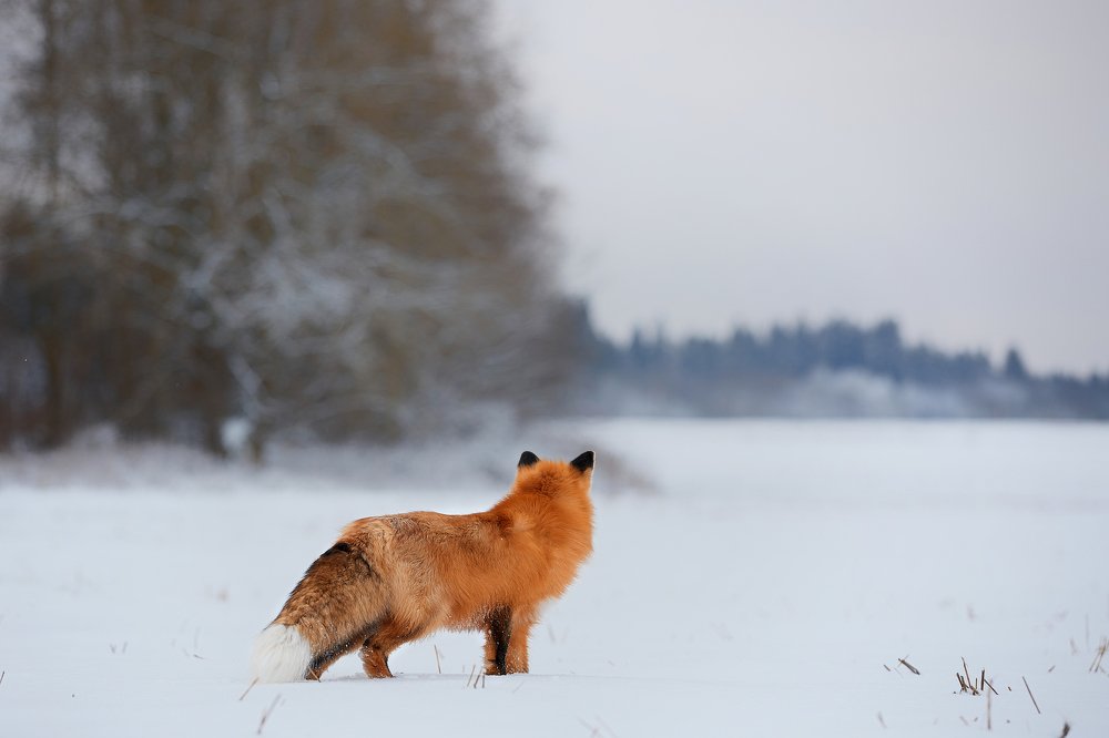 Photograph by Лана Полякова