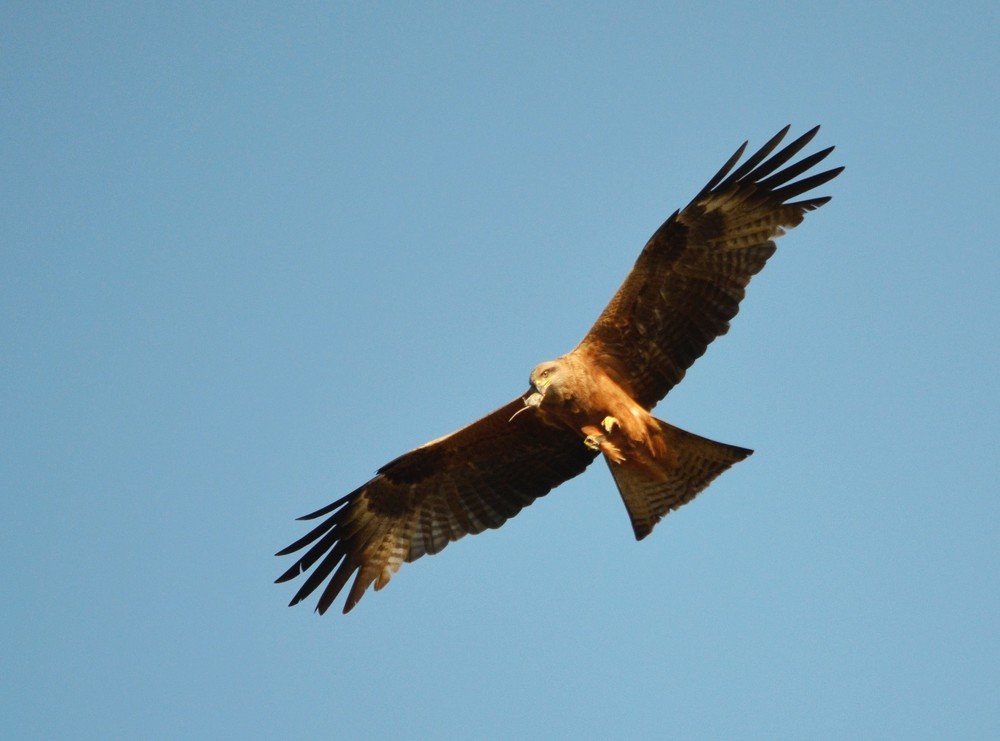 Удачная охота!