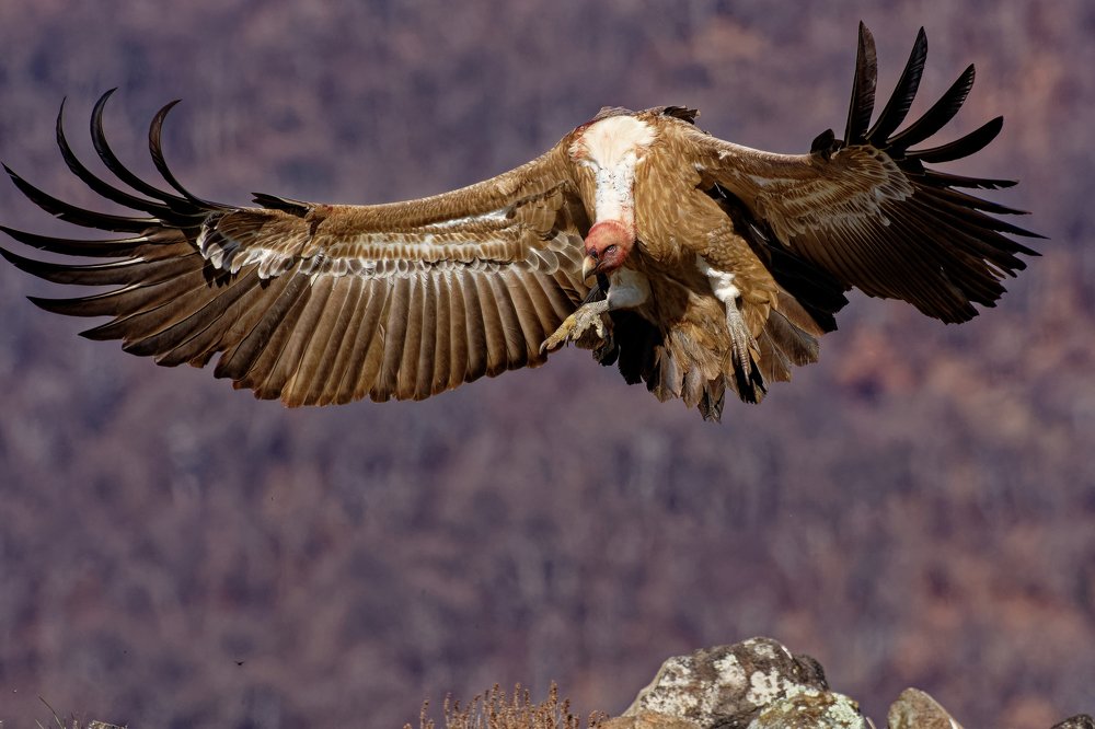 Photograph by Nikolay Hristov