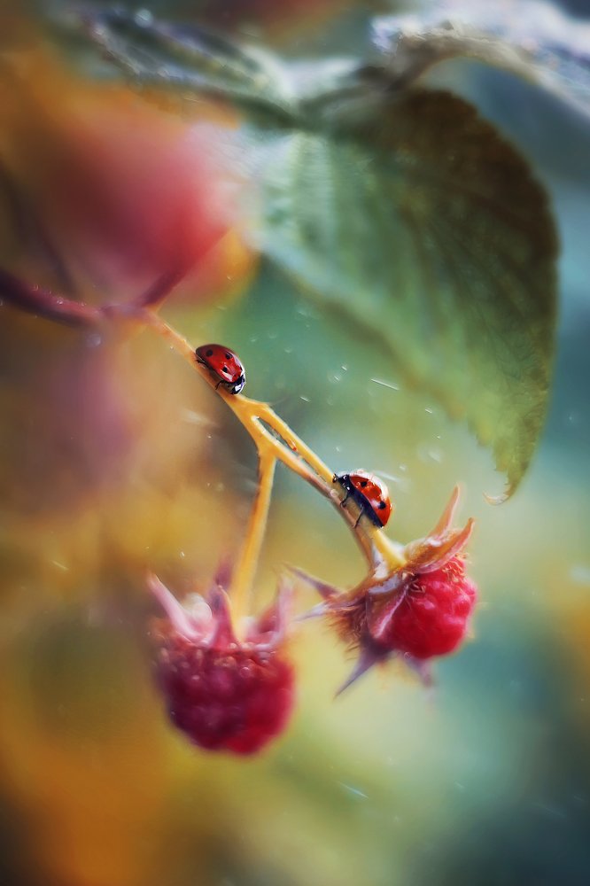 Фотография автора Анастасия Колесникова