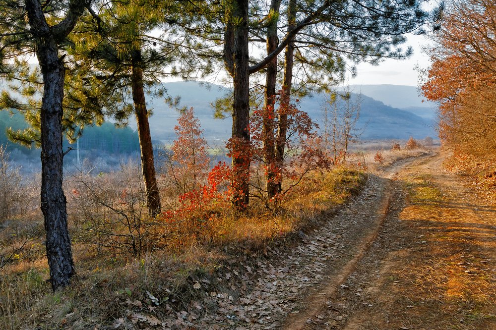 Photograph by YanaGG