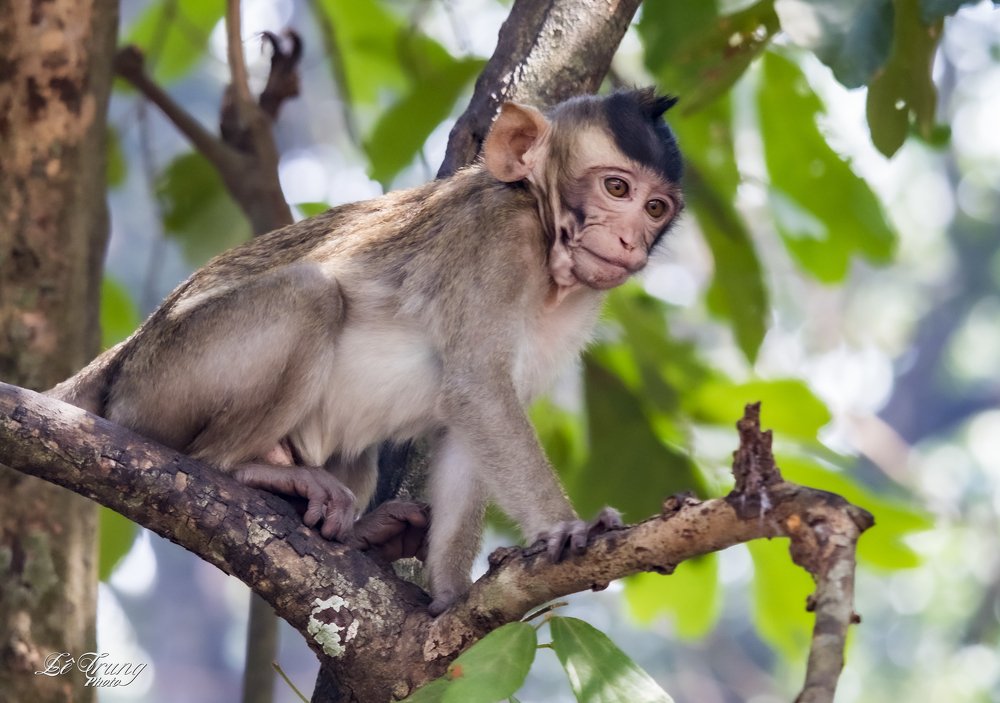 Photograph by Lê Trung Phùng