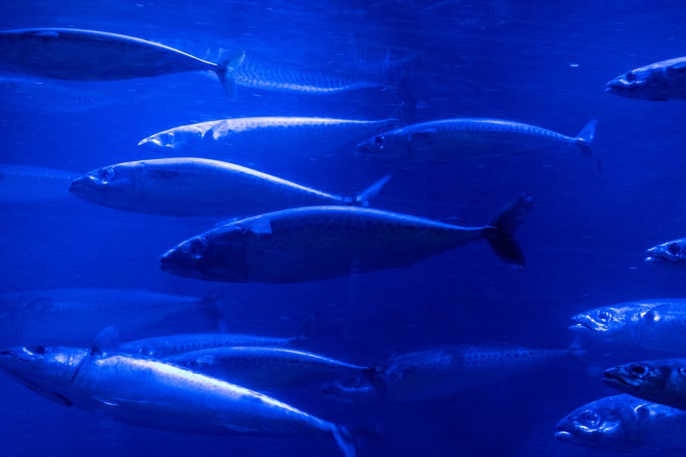 Photograph by Chantelle van Lente-Bosch