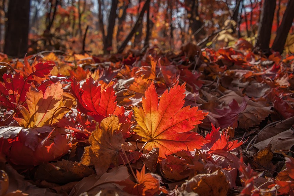 Фотография автора Ольга Мусиенко