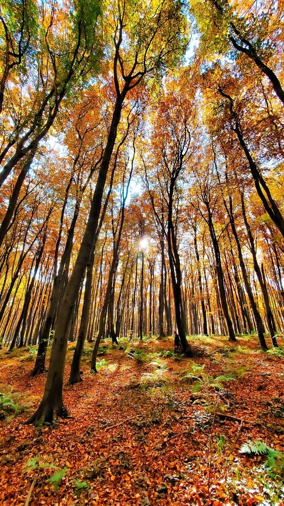 Казковий Ліс.