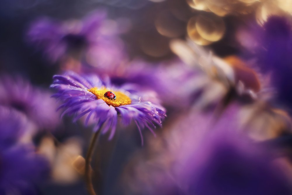 Фотография автора Анастасия Колесникова