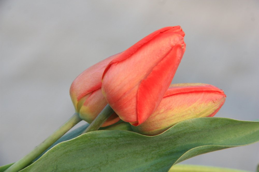 Photograph by Андрей Беспалов