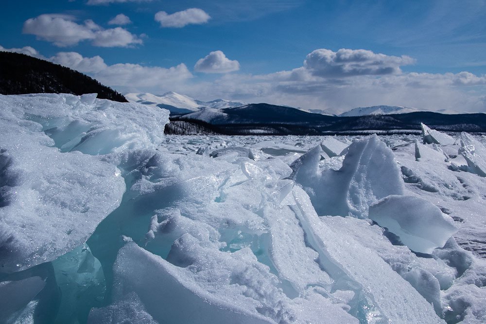 Белокрылые лошадки