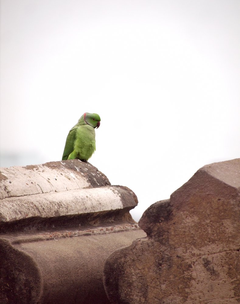 Photograph by DHIRAJ GOSWAMI