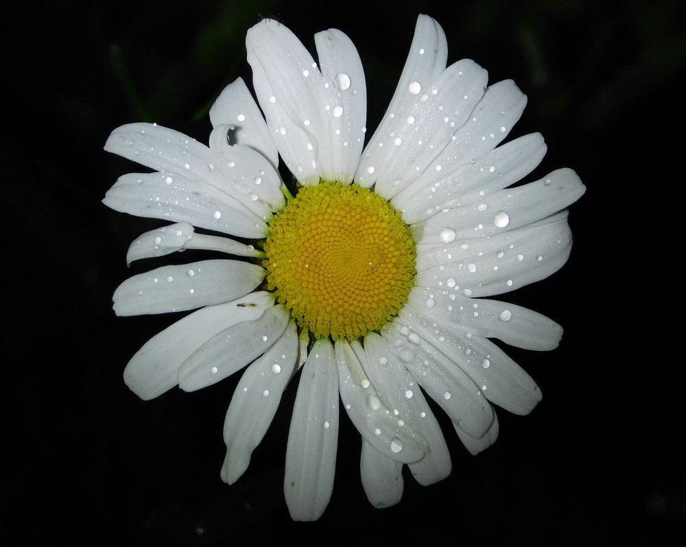 Photograph by Анастасия Рысь