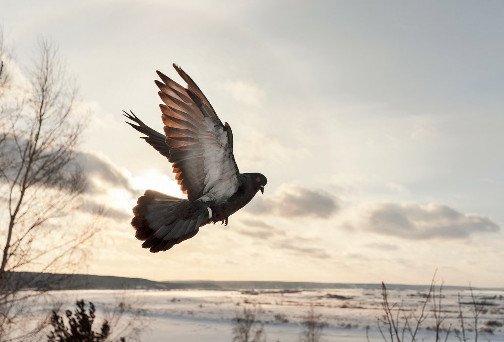 Фотография автора Цвелёв Дмитрий