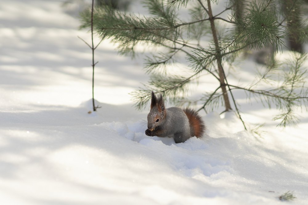 Фотография автора Цвелёв Дмитрий