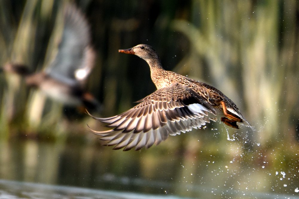 Photograph by Susanta Kumar Das