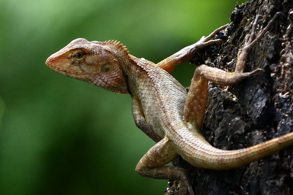 Photograph by Susanta Kumar Das