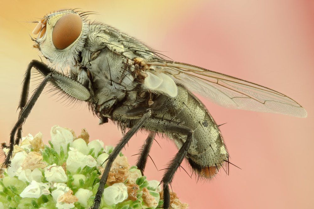 Fly and flowers