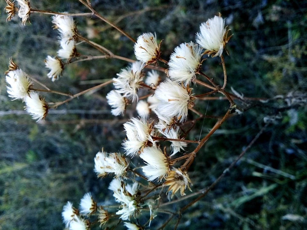 Photo #4226284
