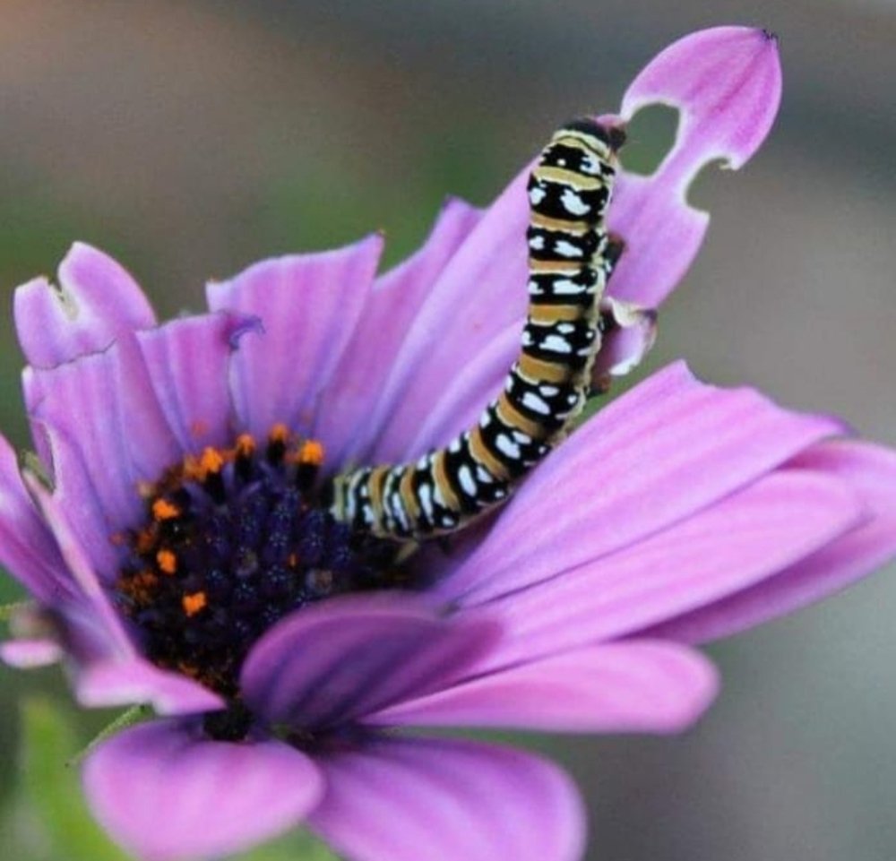 Wild life from Cape Town to London