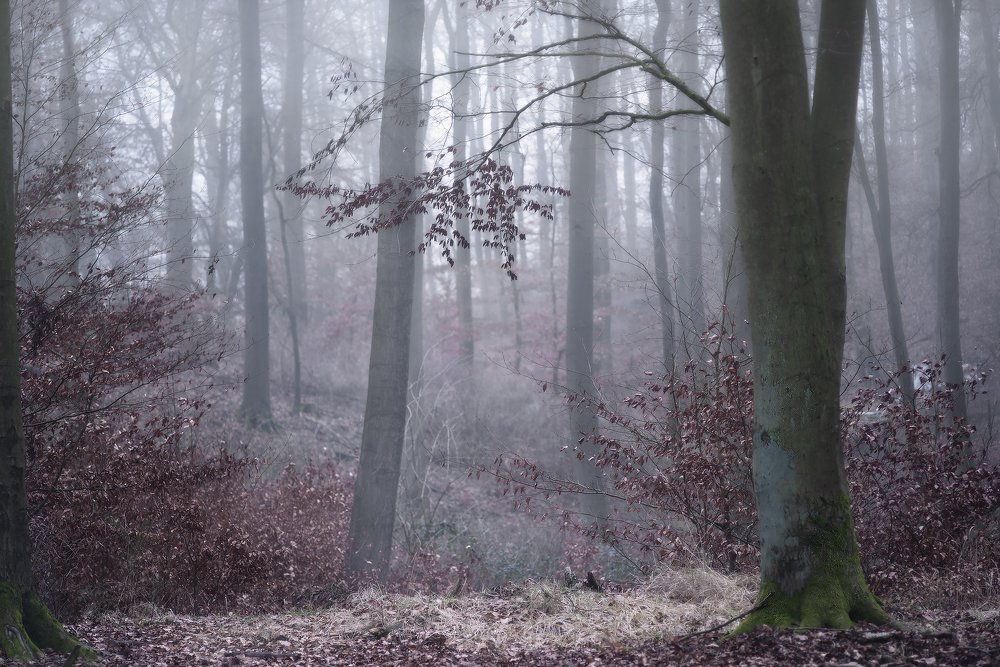 Foggy forest