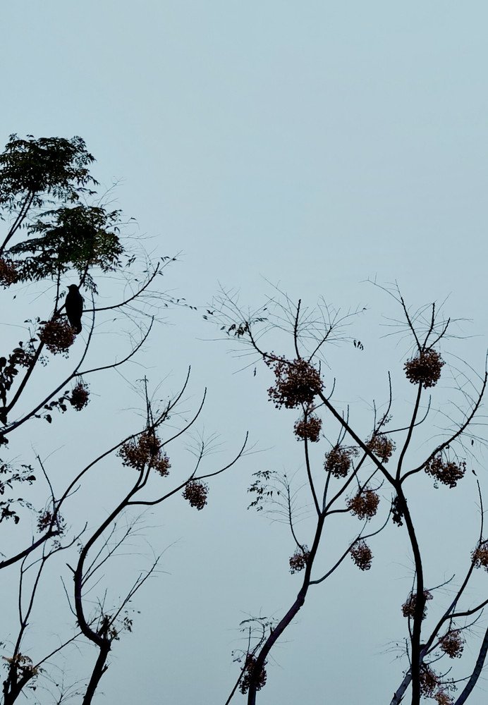 Photo #4226877