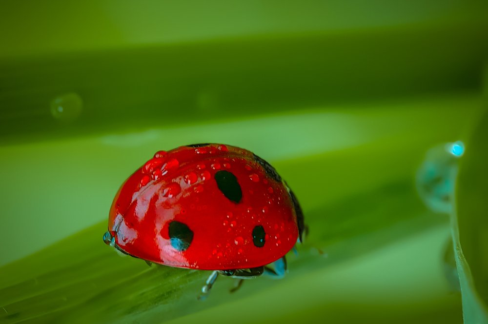 Photograph by Serhij Kharchenko