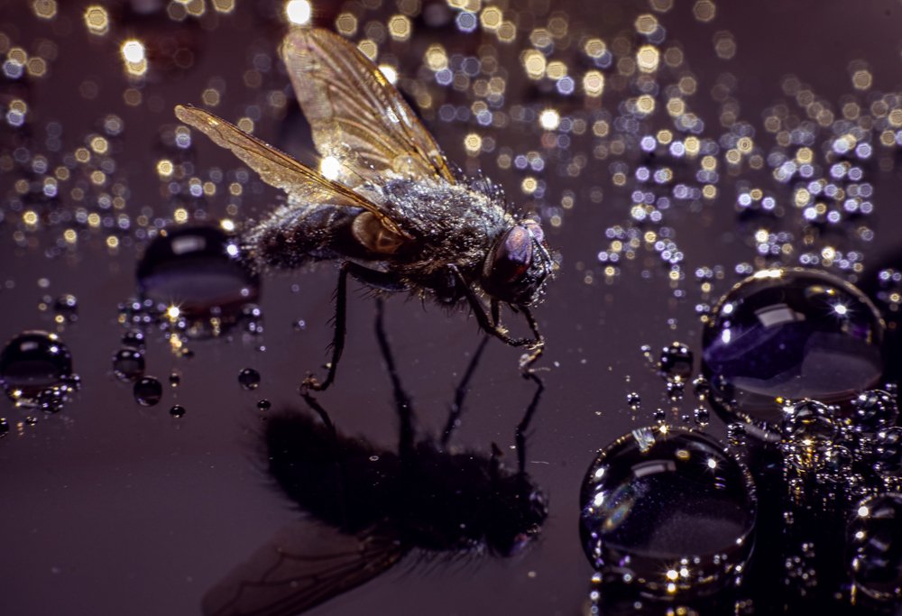 Фотография автора Алеся Кубаткина