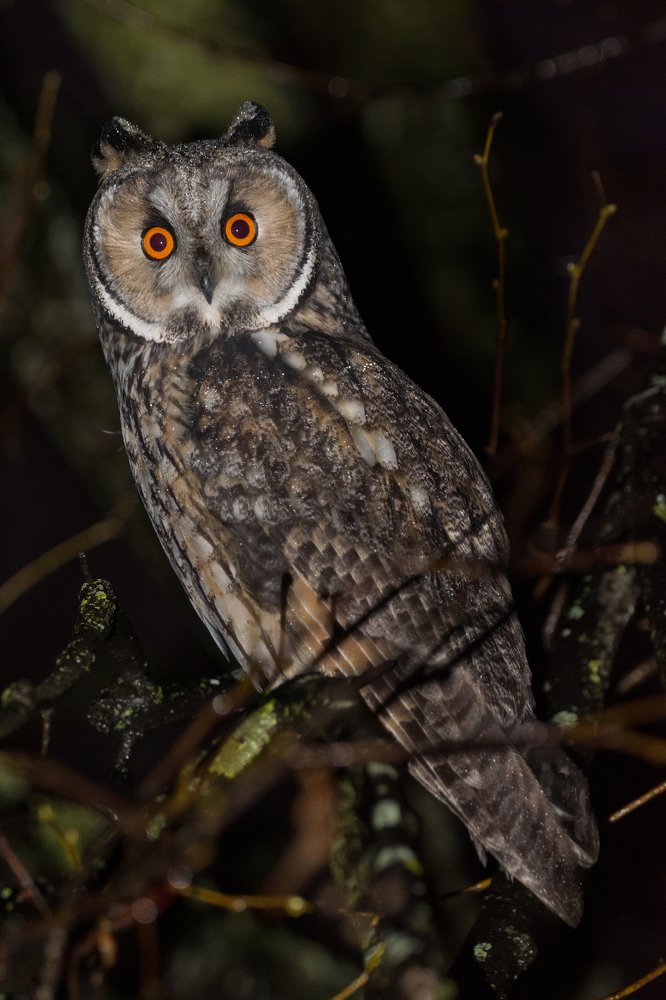 Фотография автора Татьяна Ливеровская