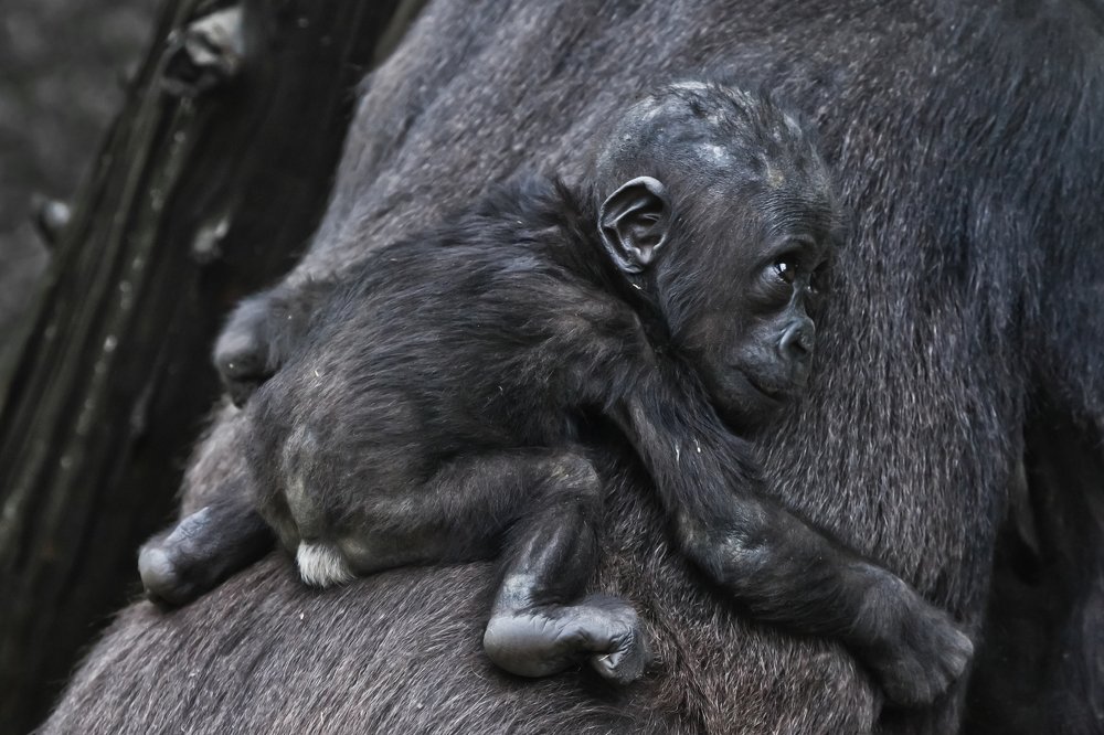 Ребенок гориллы