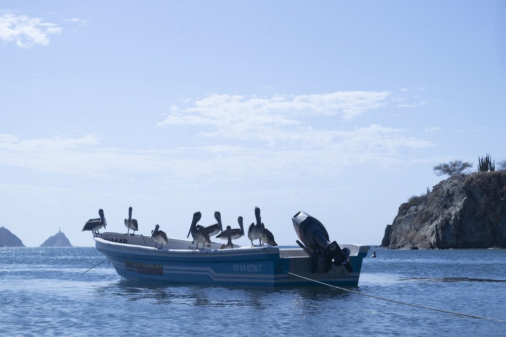 Familia de pelicanos