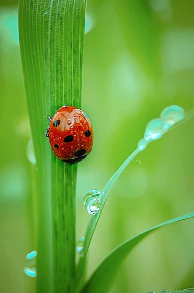 Photograph by Serhij Kharchenko