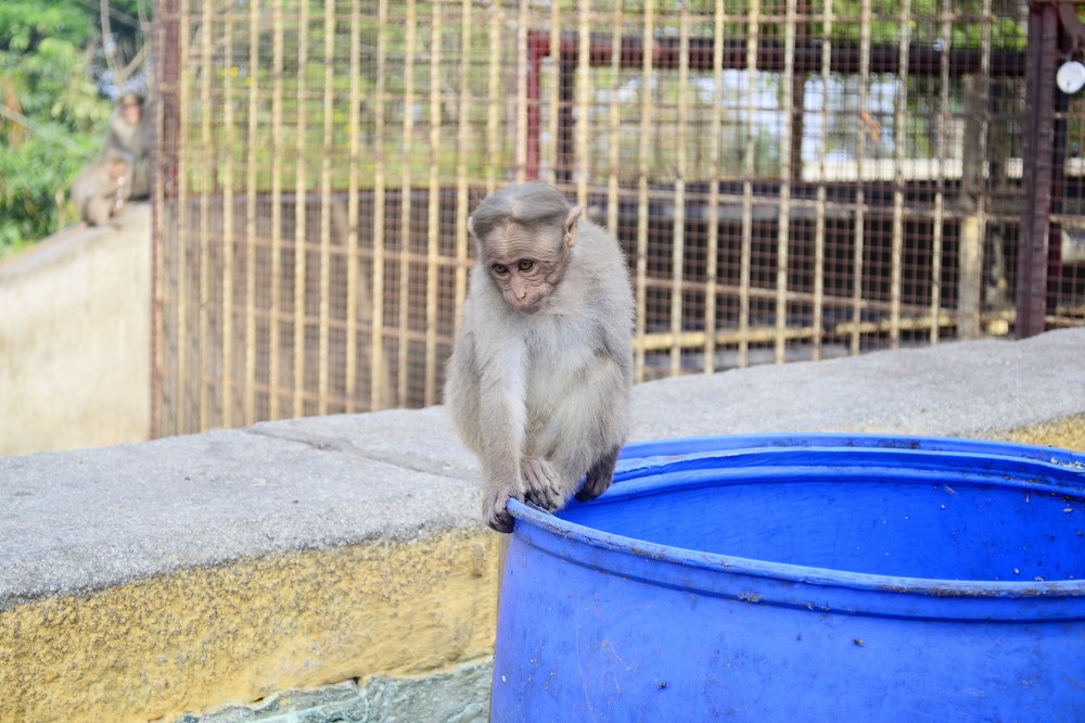 Фотография автора DEBASISH NAG