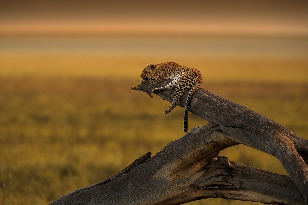 Photograph by Valentina Gibert