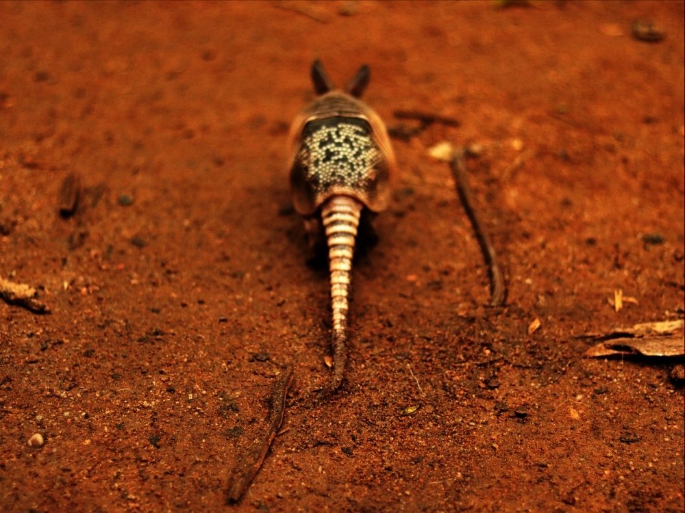 Photograph by Wallace Ribeiro de Jesus