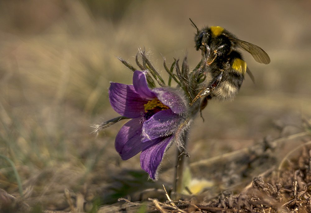 Фотография автора Milena Ivanova