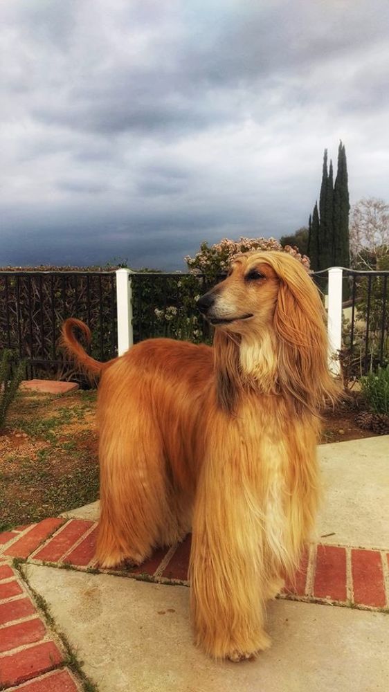 Rafa Margarita the Gypsy Rose