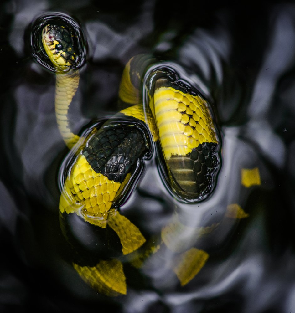 Photograph by nguyễn minh