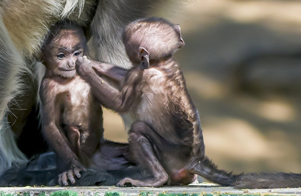 Фотография автора Durgaprasad Mylawaram