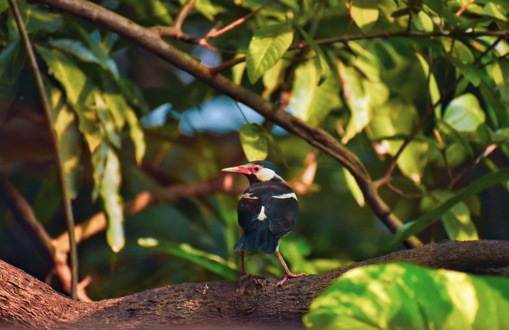 Photograph by DEBDIPTO BAKSHI