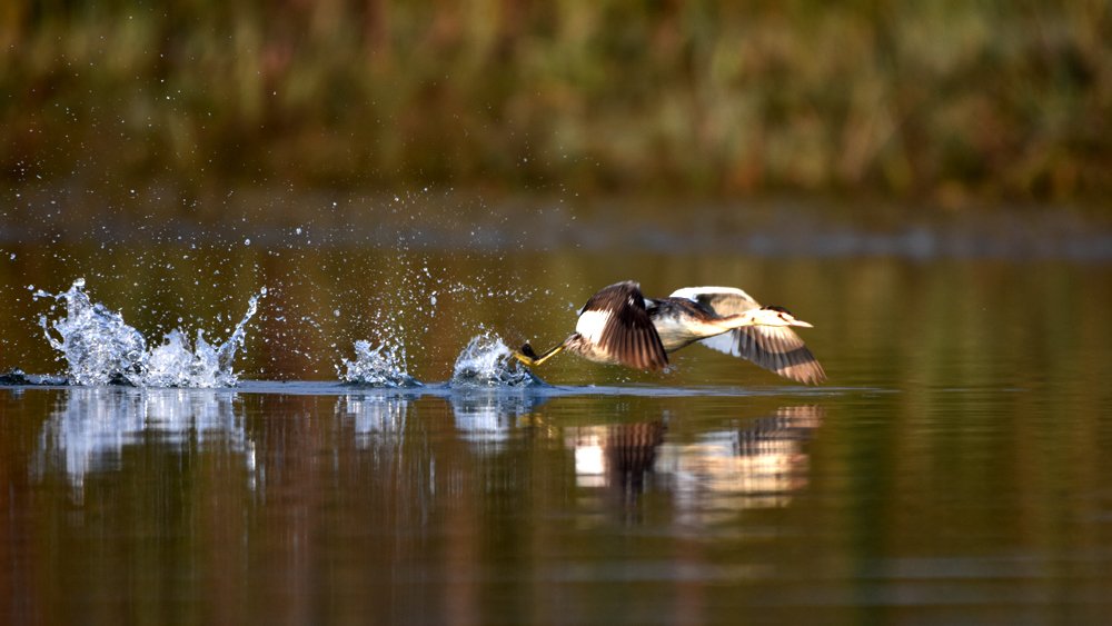 Photograph by SUSANTA KUMAR DAS