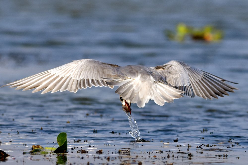 Photograph by SUSANTA KUMAR DAS