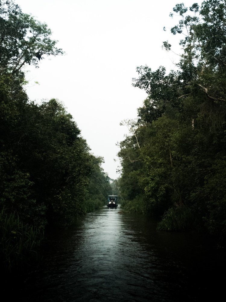 Tanjung Puting