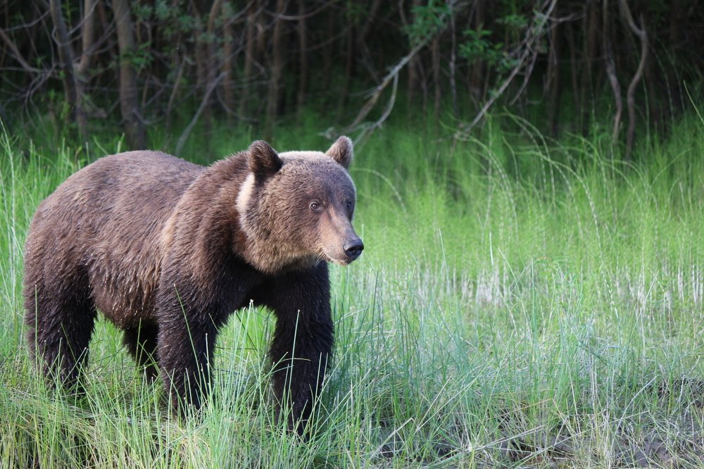портрет косалапого