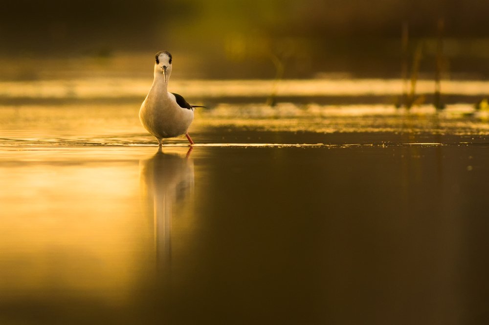 The golden hour bliss.