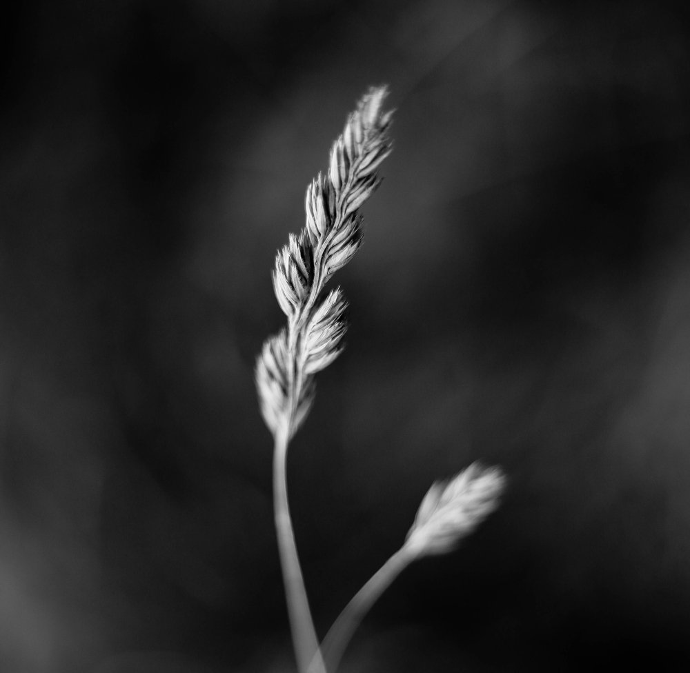 Photograph by Юлия Судавная