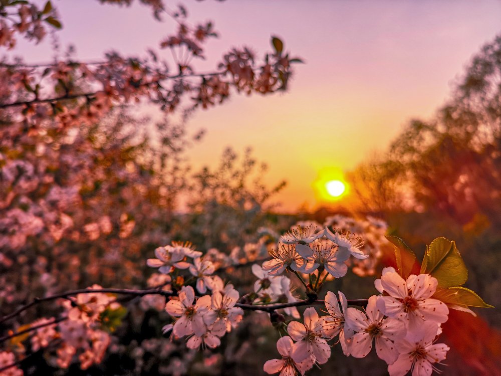 Вечерняя нежность. (Evening tenderness) .